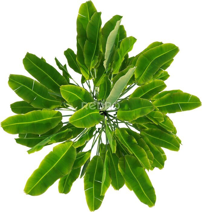 Papier peint  Top view of Strelitzia reginae - Crane Flower - Bird of Paradise