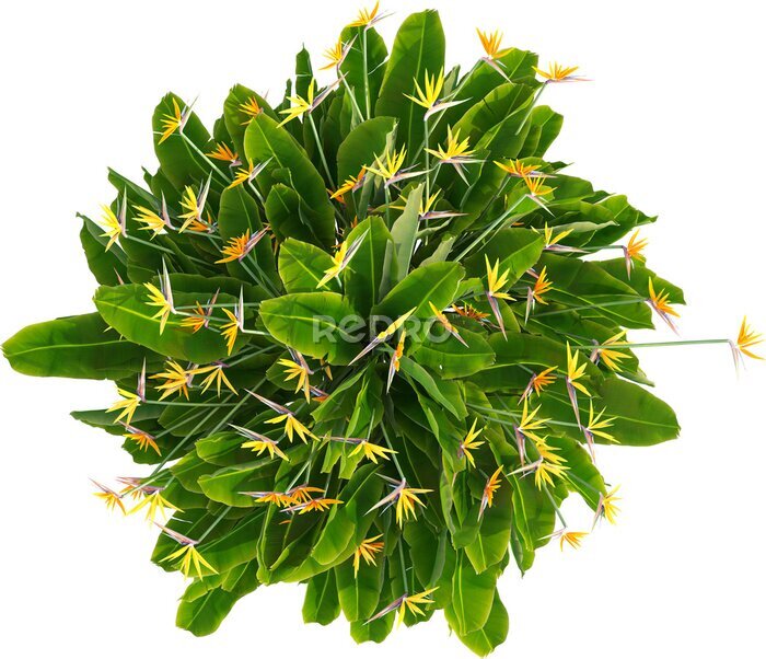 Papier peint  Top view of Strelitzia reginae - Crane Flower - Bird of Paradise