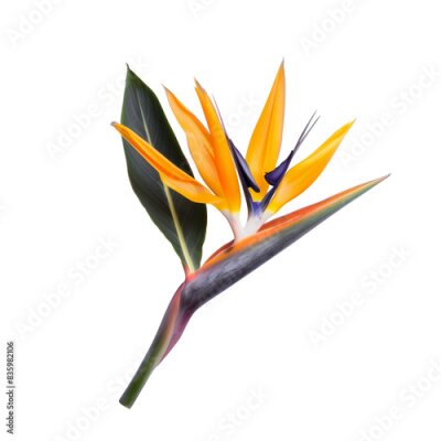 Papier peint  Top View of Strelitzia Reginae - Crane Flower White 2 Isolated on Transparent or White Background, PNG