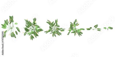 Papier peint  Top view of Strelitzia reginae trees on transparent background, for illustration, digital composition, and architecture visualization