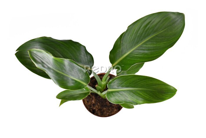 Papier peint  Top view of tropical 'Strelitzia Reginae&quot; or 'Bird of Paradise' garden and house plant in pot isolated on white background