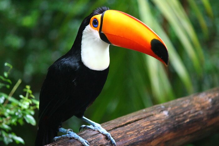 Papier peint  Toucan avec un bec orange