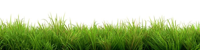 Papier peint  Touffes d'herbe verte