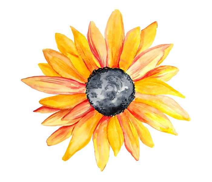 Papier peint  Tournesol aquarelle sur fond blanc