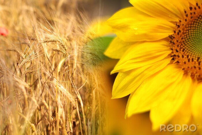 Papier peint  Tournesol sur fond de grain