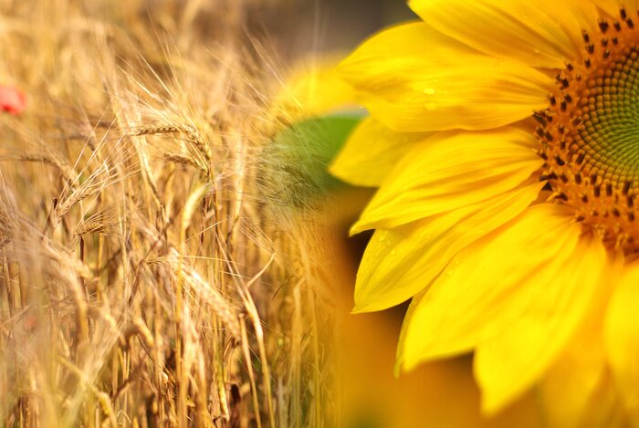Papier peint  Tournesol sur fond de grain