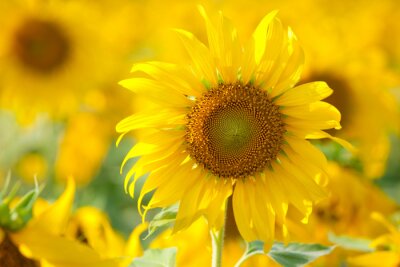 Tournesol sur fond jaune
