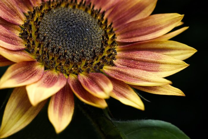 Papier peint  Tournesol sur un fond foncé