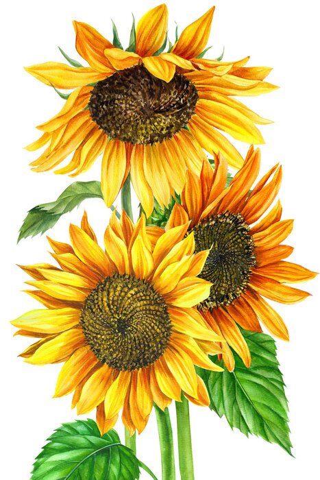Papier peint  Tournesols à l'aquarelle sur fond blanc