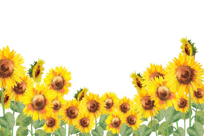 Papier peint  Tournesols aquarelle