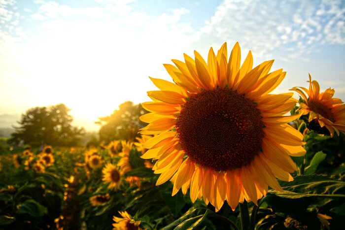 Papier peint  Tournesols ciel et nuages