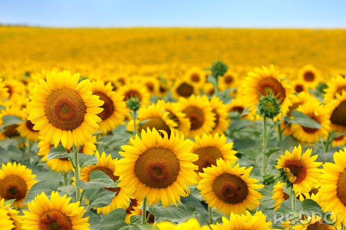 Papier peint  Tournesols dans la nature