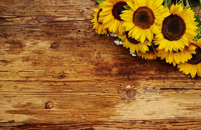 Papier peint  Tournesols de jardin sur une planche de bois
