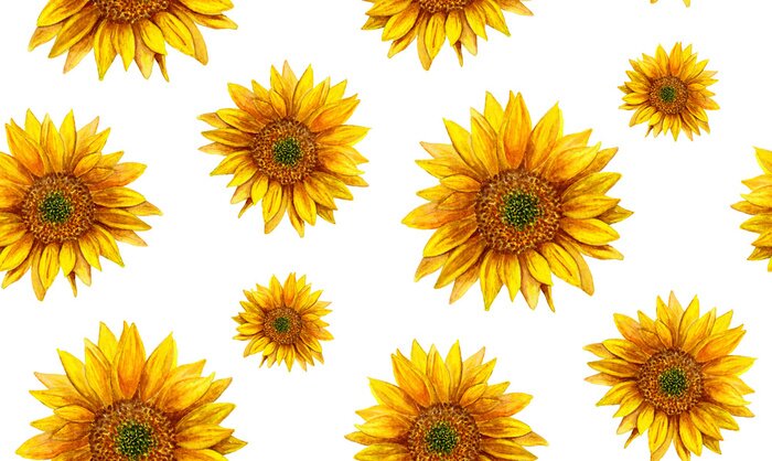 Papier peint  Tournesols sur fond blanc
