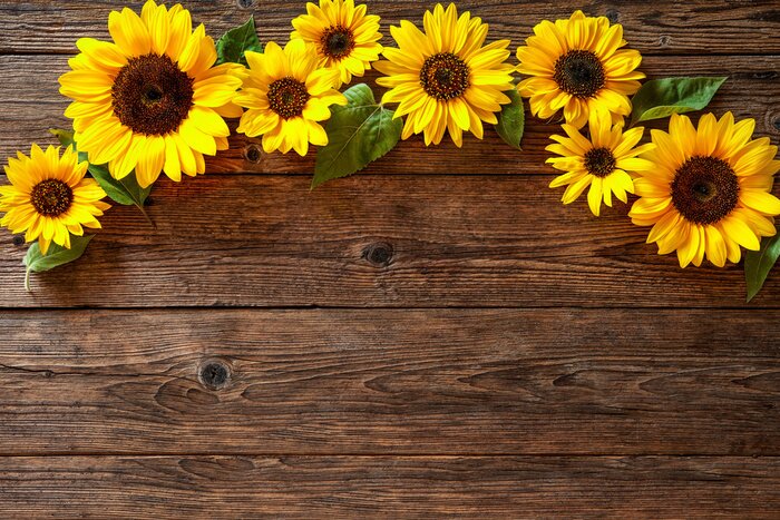 Papier peint  Tournesols sur les planches marron
