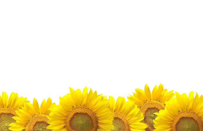 Papier peint  Tournesols sur un fond blanc