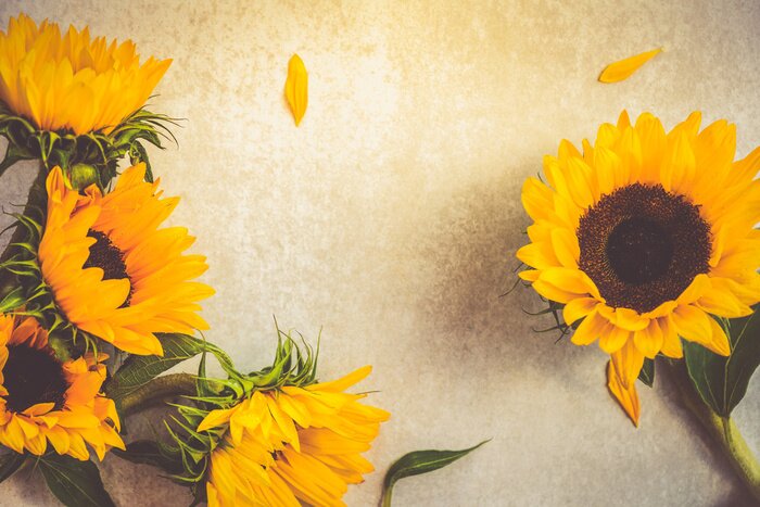 Papier peint  Tournesols sur une table beige