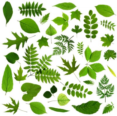 Toutes sortes de feuilles vertes