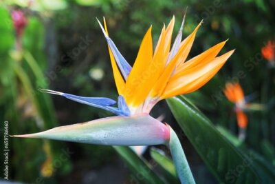 Papier peint  Travel to Chiangmai, Thailand. The flower of the orange and blue strelitzia on the branch in a garden