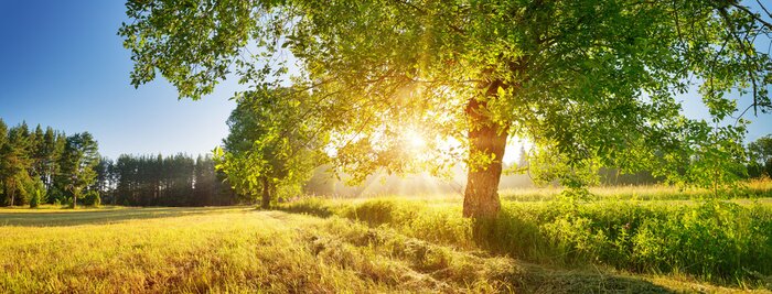 Papier peint  Tree foliage in beautiful morning light with sunlight in summer