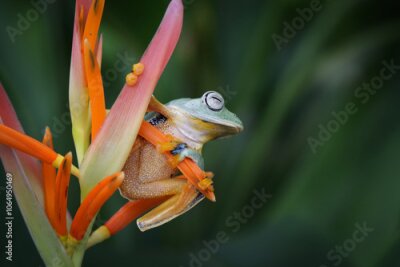 Papier peint  Tree frog on leaf, Gliding frog (Rhacophorus reinwardtii) on strelitzia reginae flowers, Indonesian tree frog