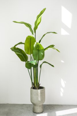 Papier peint  Trendy tall houseplant Strelitzia reginae or Bird of paradise with big green tropical leaves in concrete pot indoors on white wall background with sunlights. Home gardening. Copy space for text.