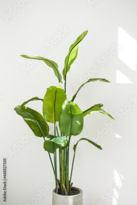 Papier peint  Trendy tall houseplant Strelitzia reginae or Bird of paradise with big green tropical leaves in concrete pot indoors on white wall background with sunlights. Home gardening. Copy space for text.
