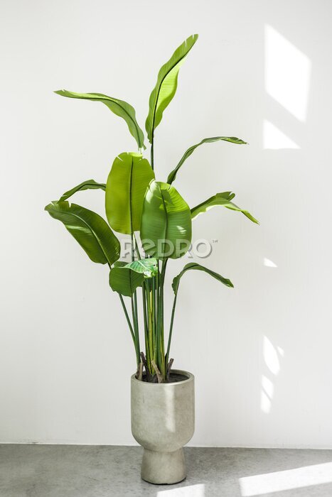 Papier peint  Trendy tall houseplant Strelitzia reginae or Bird of paradise with big green tropical leaves in concrete pot indoors on white wall background with sunlights. Home gardening. Copy space for text.
