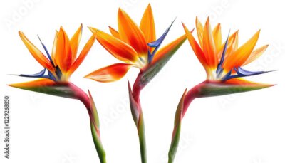 Papier peint  Trio of Strelitzia Reginae isolated on transparent background