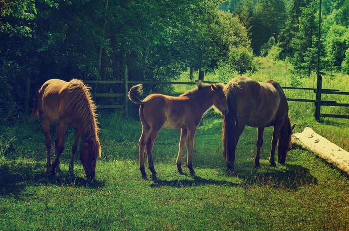 Papier peint  Trois animaux dans l'enclos