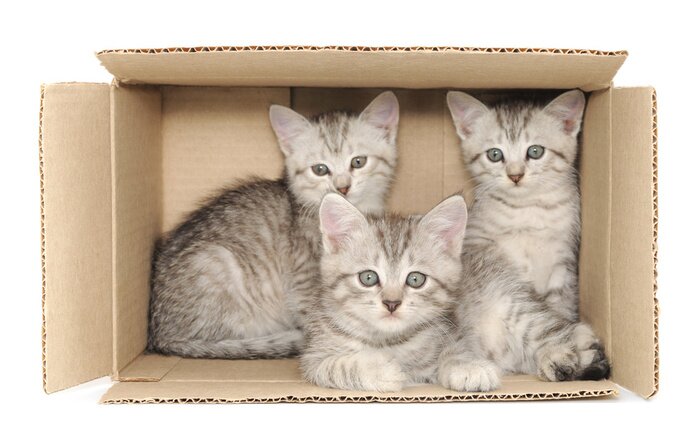 Papier peint  Trois chatons dans un carton