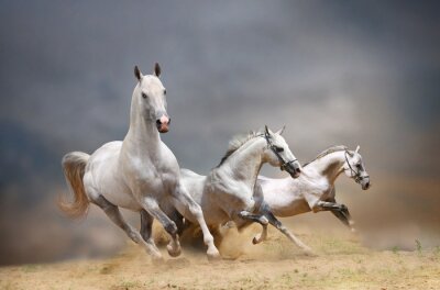 Trois chevaux blancs au galop
