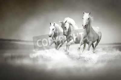Papier peint  Trois chevaux dans l'eau
