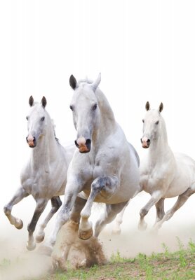 Trois chevaux dans la poussière grise