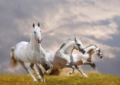 Papier peint  Trois chevaux dans la prairie
