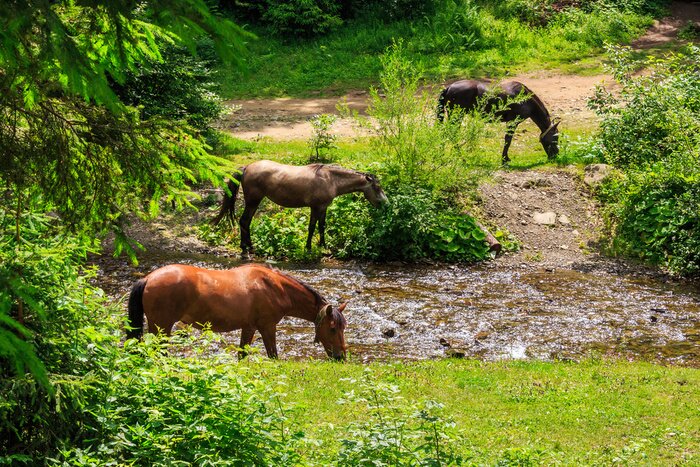 Papier peint  Trois chevaux dans la verdure