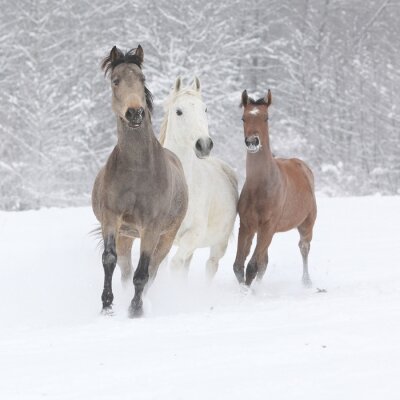 Papier peint  Trois chevaux en hiver
