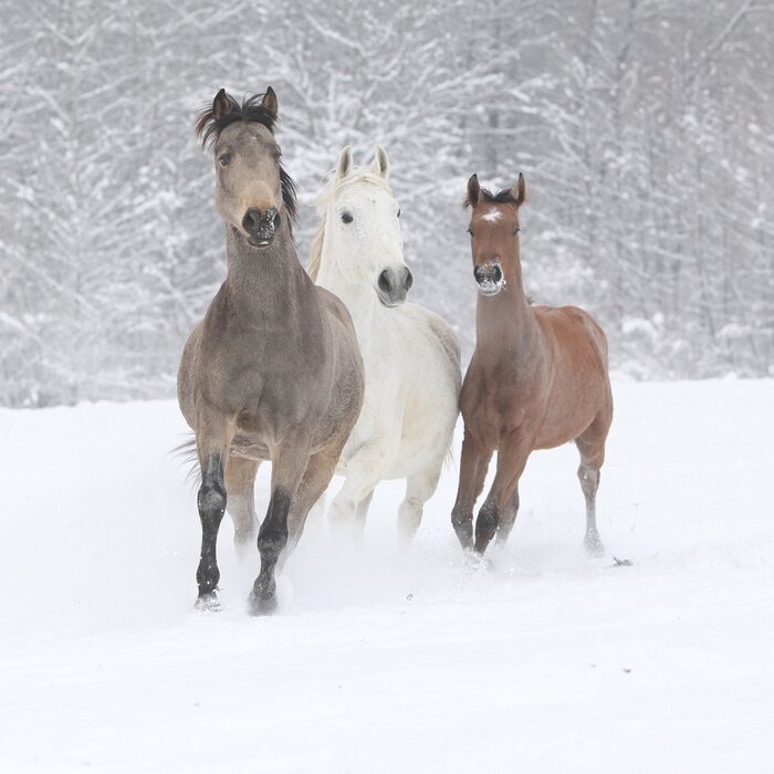Papier peint  Trois chevaux en hiver
