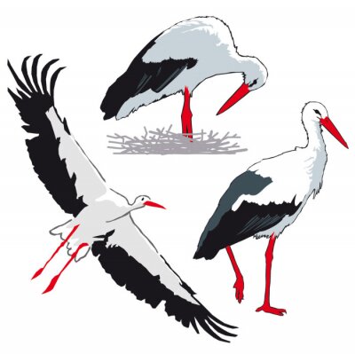 Papier peint  Trois cigognes sur fond blanc