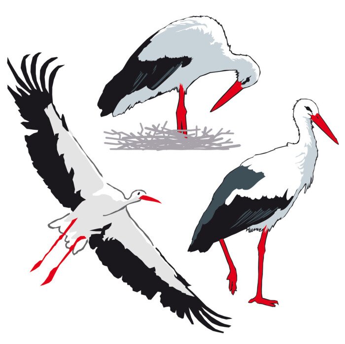 Papier peint  Trois cigognes sur fond blanc