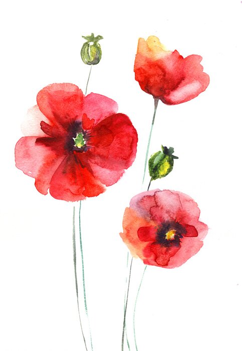 Papier peint  Trois coquelicots ombrés de nuances de rouge