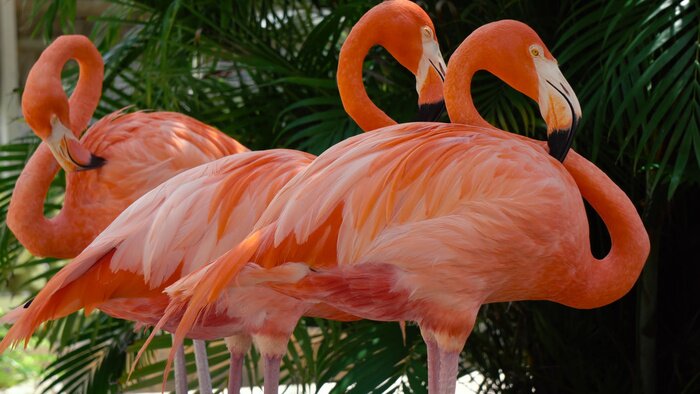 Papier peint  Trois flamants roses au zoo