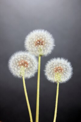 Trois fleurs de pissenlit sur fond gris