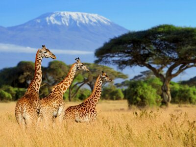 Trois, girafe, Kilimanjaro, monter, fond