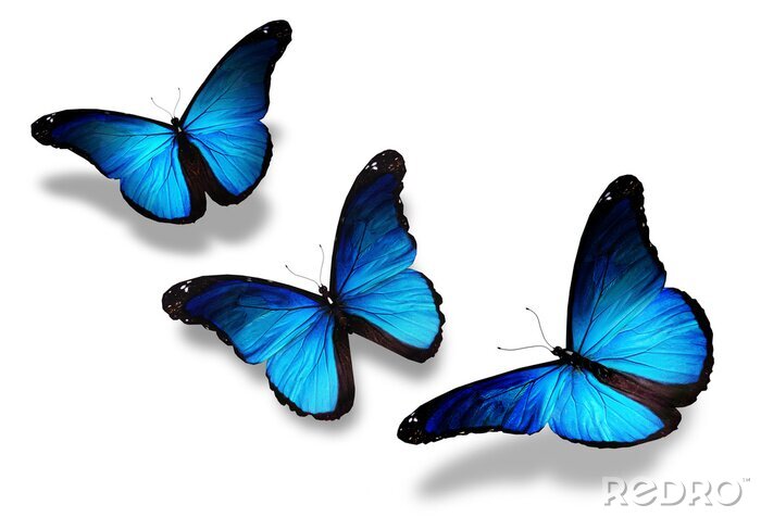 Papier peint  Trois papillons bleu foncé