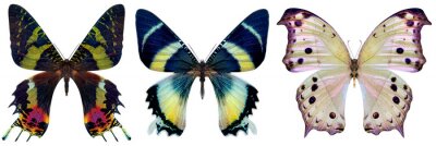 Trois papillons exotiques aux couleurs éclatantes