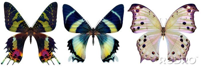 Papier peint  Trois papillons exotiques aux couleurs éclatantes