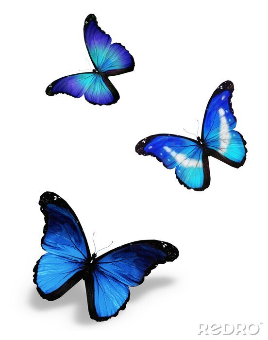 Papier peint  Trois petits papillons au vol