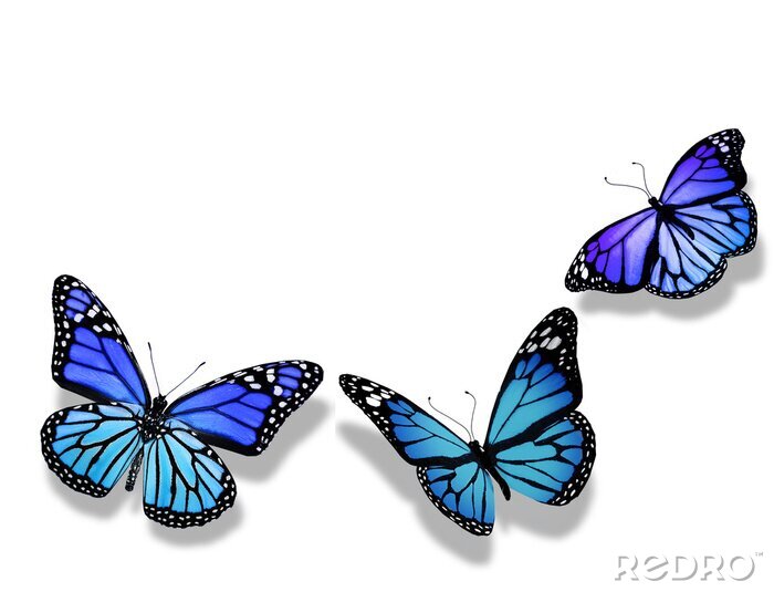 Papier peint  Trois petits papillons violets