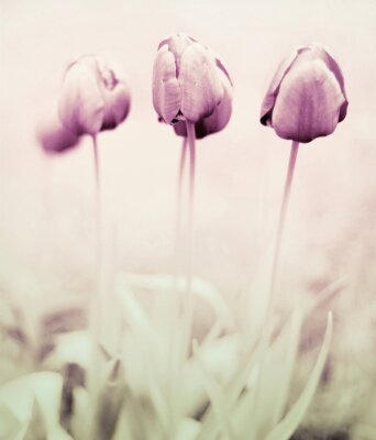 Papier peint  Trois tulipes romantiques